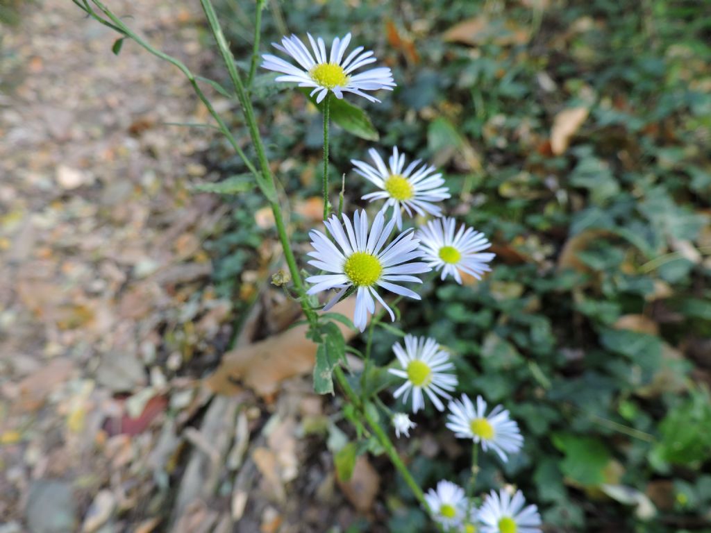 Erigeron annuus